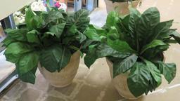 Foliage in White Planters