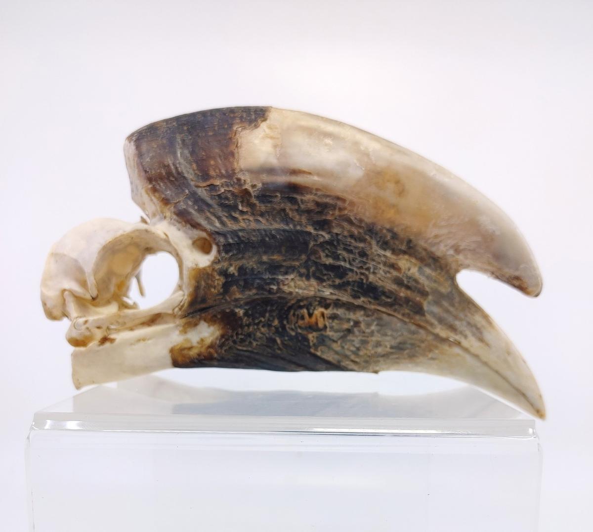 Large Hornbill Male Skull