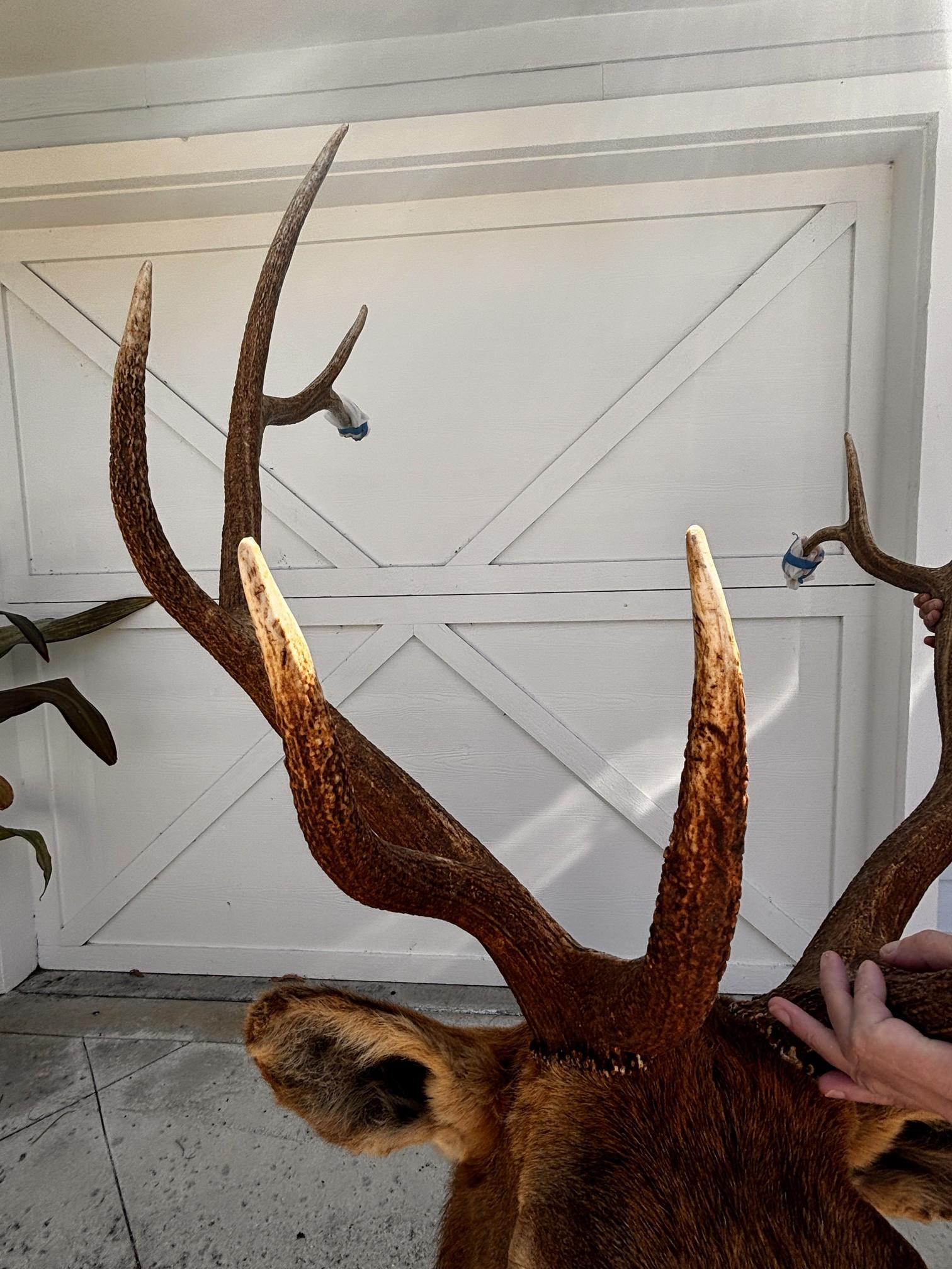 LARGE 12 Point ELK Wall Mount / Real Wall Mount ELK - HUGE!