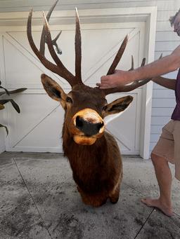 LARGE 12 Point ELK Wall Mount / Real Wall Mount ELK - HUGE!