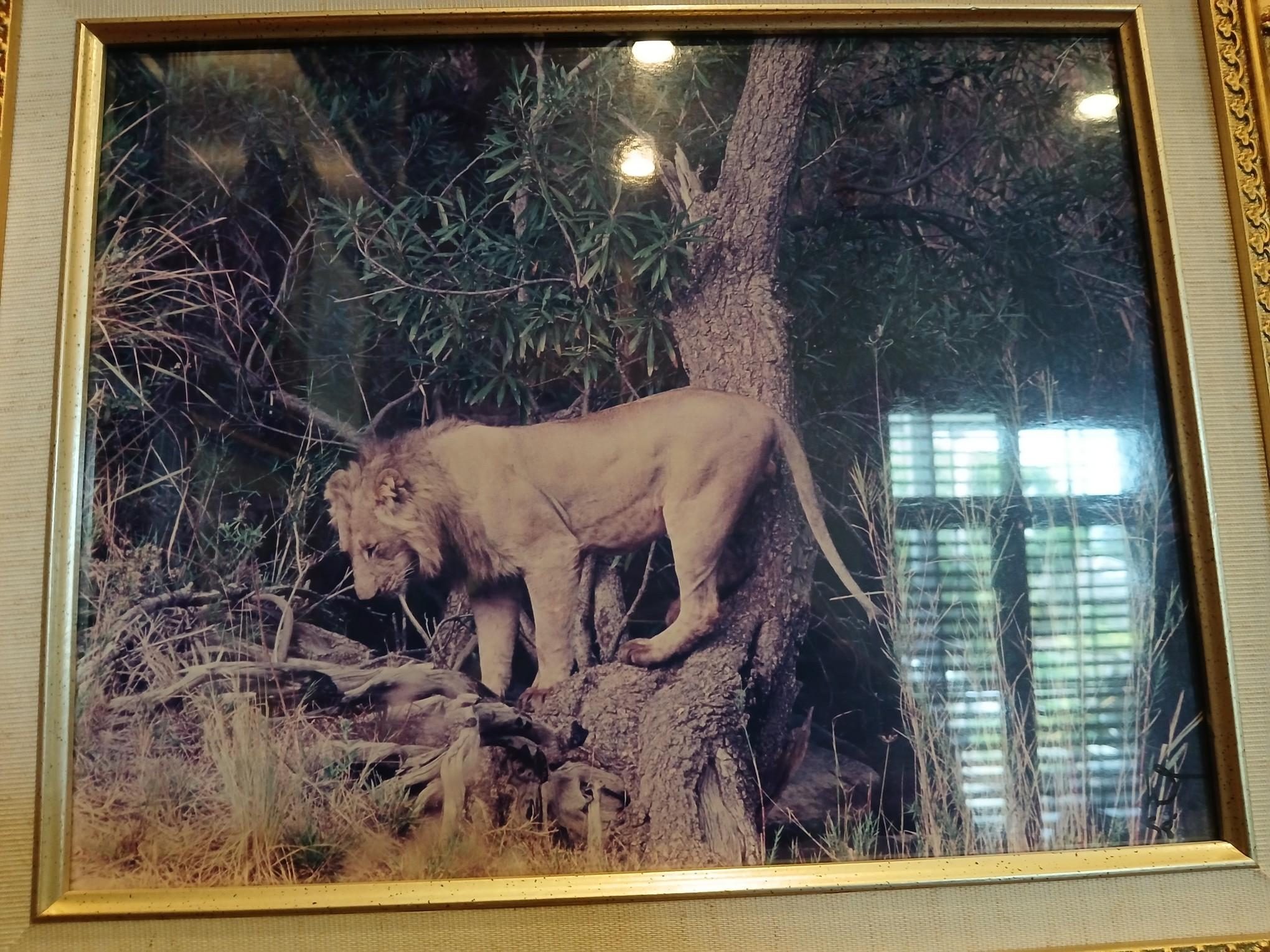 LARGE Decorative Wild Life Picture in Frame