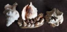 Conch Shells - set of 3