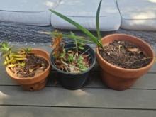 Live Planters
