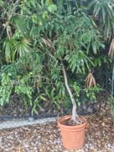 Live Planter