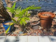 Live Planters