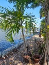 Live Palm Tree