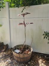 Live Planter