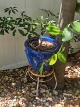 Live Planters
