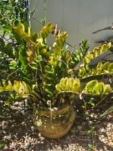 Live Planter