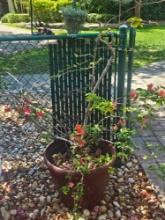 Live Planters