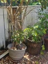 Live Planters