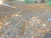 1000 Sq ft of single layer River rock in front of Quadplex 
