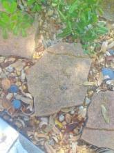 Decorative Pavers