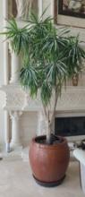 31 in Ceramic Pot with approx 12 ft Tree