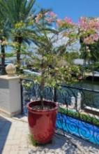 Large Ceramic Pot with Live tree