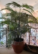 Large Plant in oversized 24 in Ceramic pot