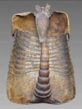 Antique Taxidermy Armadillo