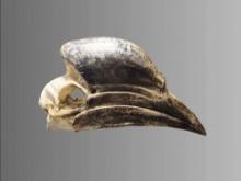 Antique Taxidermy Hornbill Beak
