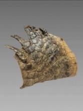 Antique Nile Crocodile Taxidermy Foot