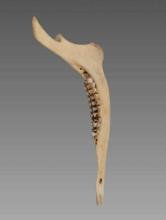 Antique Taxidermy Buffalo Jaw Bone