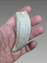 Taxidermy Sea Lion Tooth
