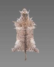 Vintage Taxidermy Feline Skin