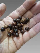 Large Lot Of Costa Rican Hardwood Beads