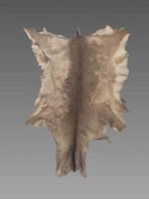 Vintage Taxidermy Animal Hide