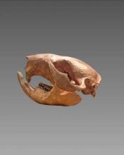 Taxidermy Beaver Skull Guilded In Copper Leaf