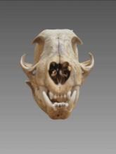 Taxidermy Feline Skull