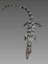 Taxidermy Crocodile