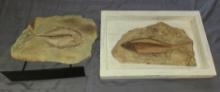 Pre- Historic Fish Specimens