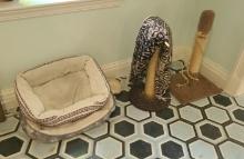Cat beds, bowl and more