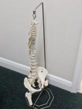 Medical Office Human Spine Display with Stand