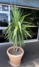 Small palm tree in pot