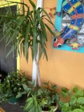 Outdoor trees and planters
