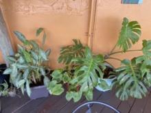 Outdoor Plants in pots