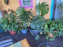 Outdoor plants in pots