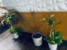 Small lot of plants