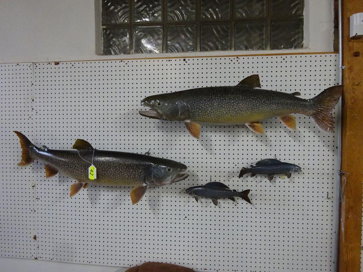 (2) KING SALMON MOUNTS, (2) GRAYLING MOUNTS