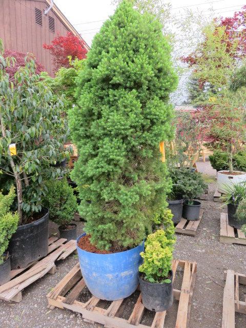 PALLET W/(1) NORWAY SPRUCE, (2) DWARF GOLDEN HINOKI