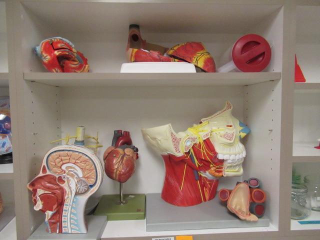 CONTENTS OF CABINET - ASSORTED MEDICAL DISPLAYS