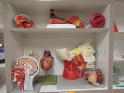 CONTENTS OF CABINET - ASSORTED MEDICAL DISPLAYS