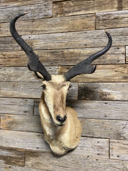 Pair of Springbox and Pronghorn Taxidermy Mounts