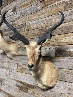 Pair of Springbox and Pronghorn Taxidermy Mounts