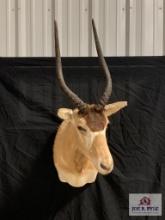 [228] Addax Antelope Mount