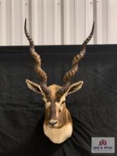 [229] Blackbuck Mount