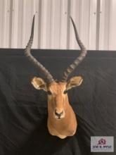 [230] Impala Mount