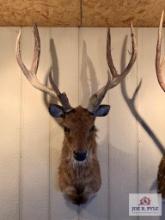 [233] Rusa Stag Shoulder Mount (2)