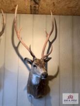 [234] Axis Deer Shoulder Mount (3)